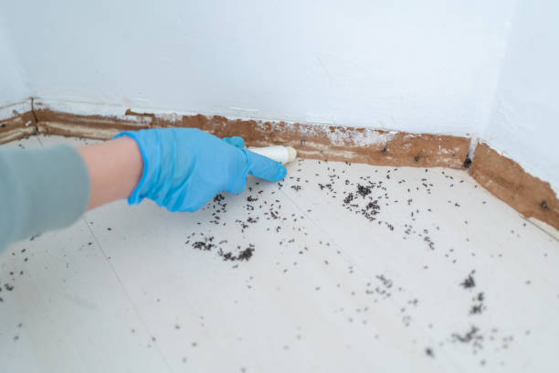 Best Rat Extermination Near Me  in Jefferson, WI